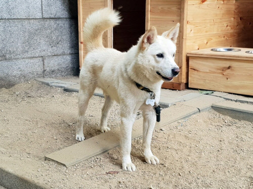 풍산개 '송강'